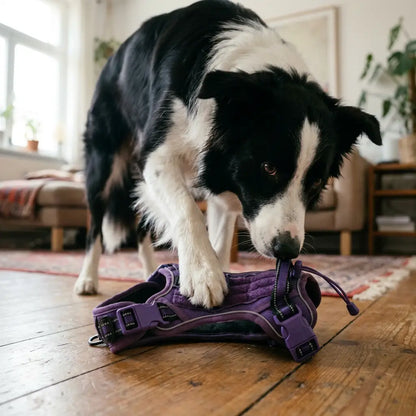 Border Collie wearing the Nova harness