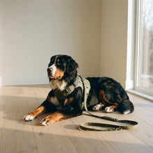 Bernese Mountain Dog with the Onyx harness