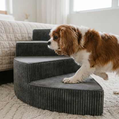 Cavalier stepping up the Reed pet stairs