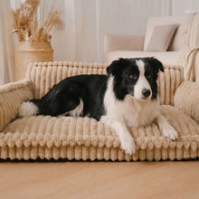 Border Collie using the Sorrel