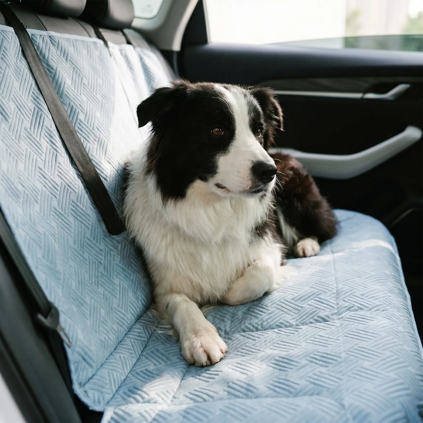 Border Collie on the Strath car seat bed
