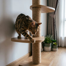 Bengal cat using the Swale