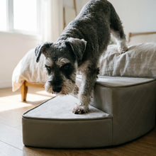 Miniature Schnauzer on the Tamar pet stairs