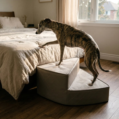 Whippet at the top of the Tamar pet stairs