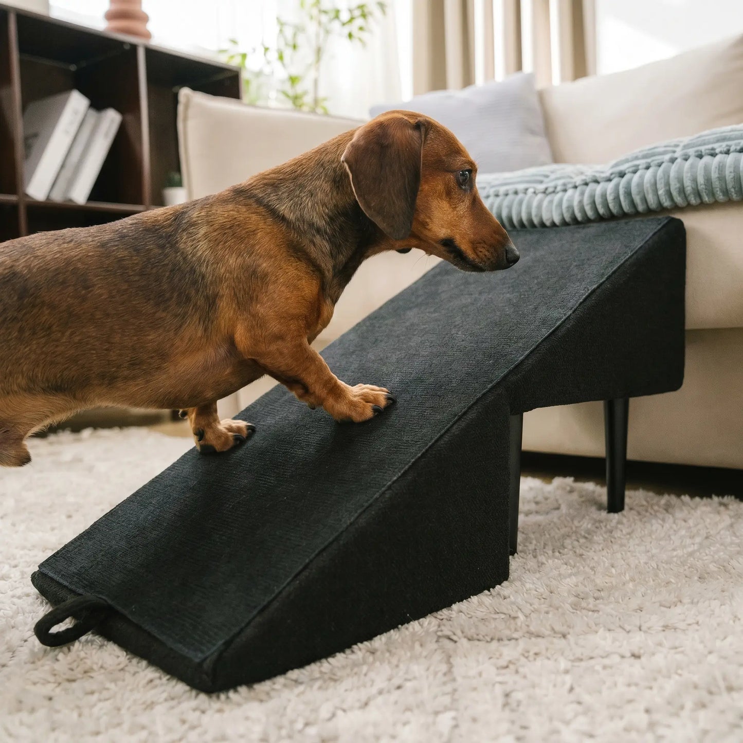 Dachshund walking up the Thatch ramp