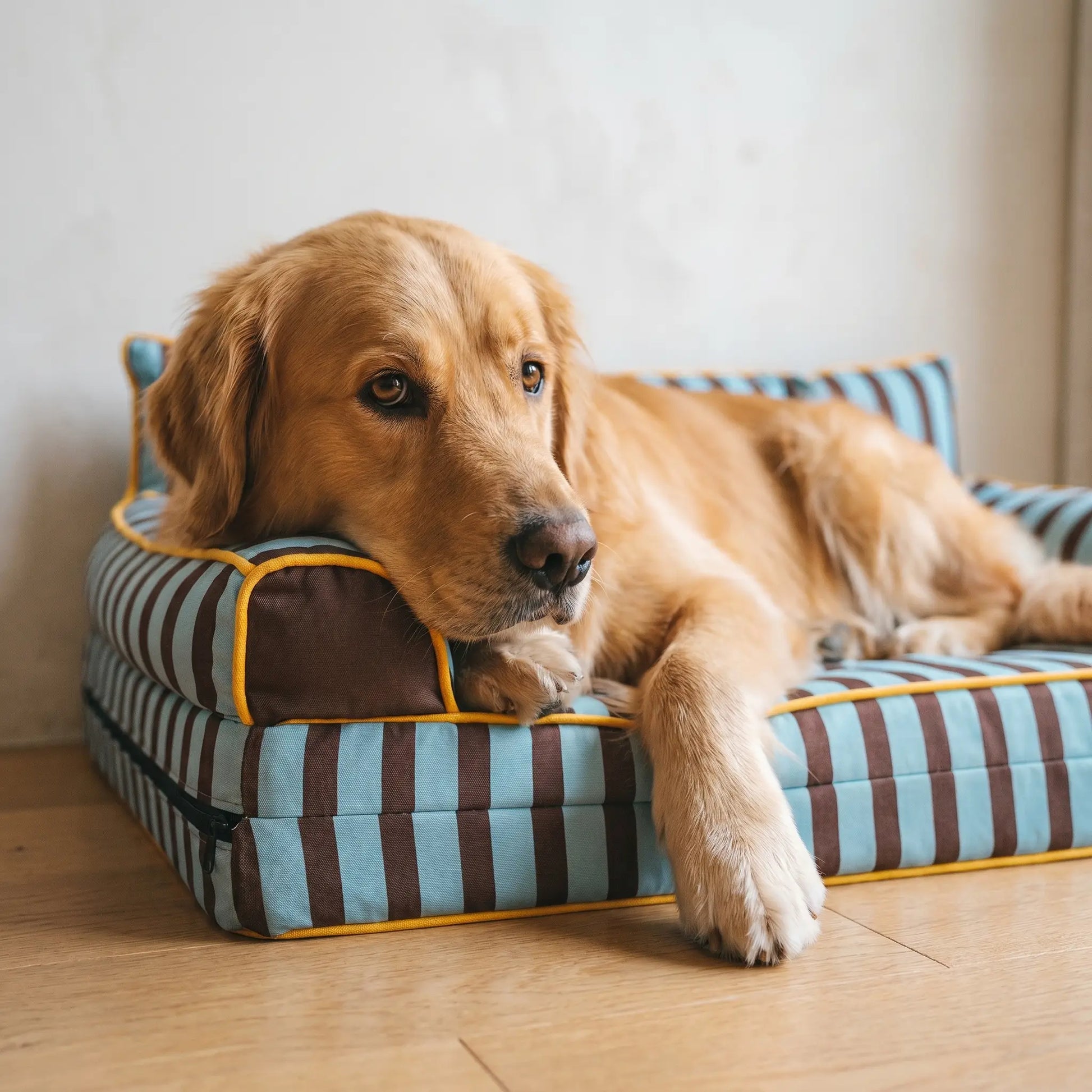 Golden Retriever on the Vale