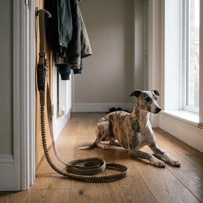 Whippet with the Vesper bungee leash