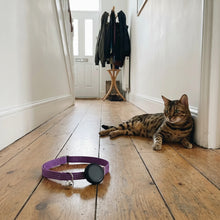 Wharfe AirTag cat collar in a hallway
