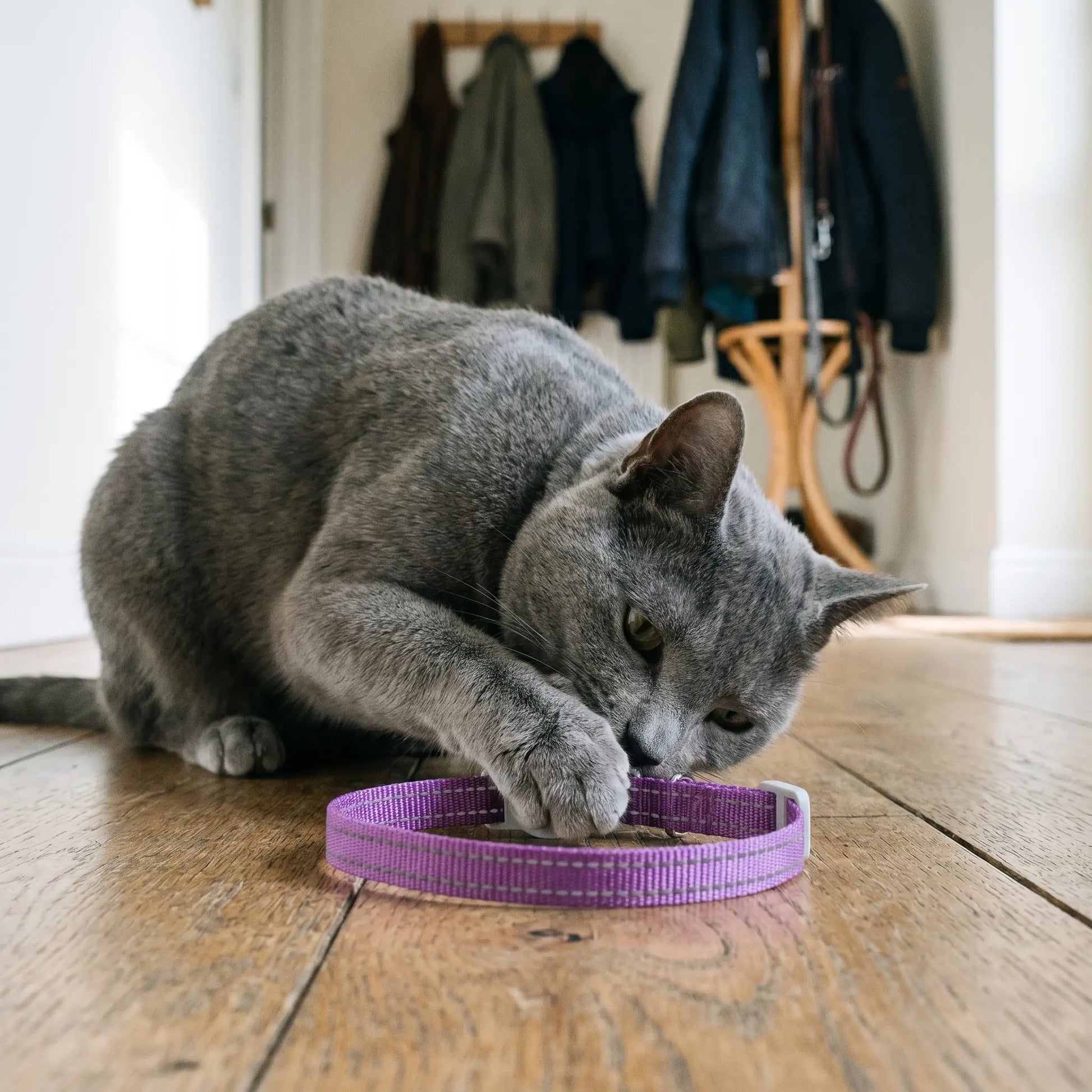 Russian Blue cat with the Wharfe collar