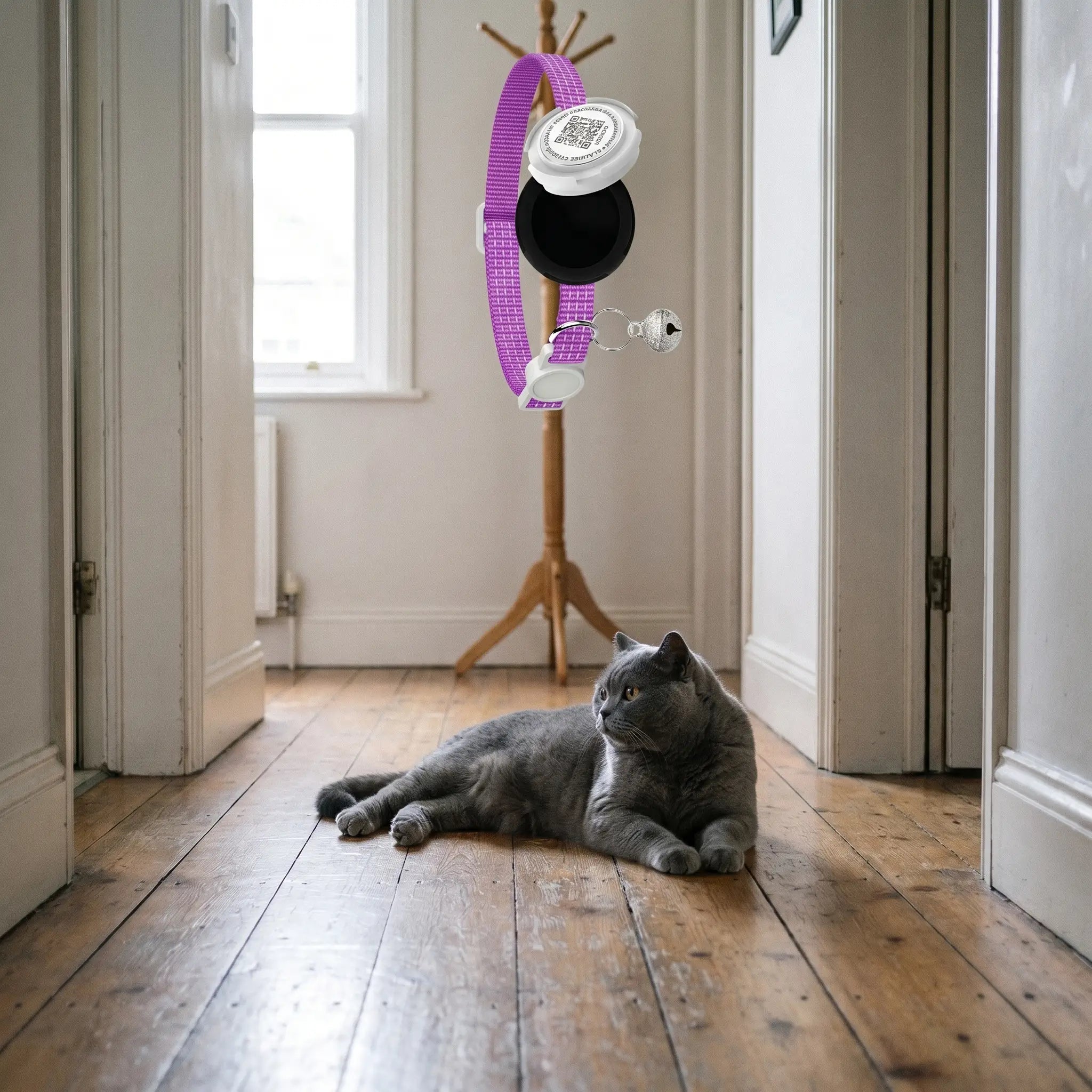 British Shorthair cat with the Wharfe collar