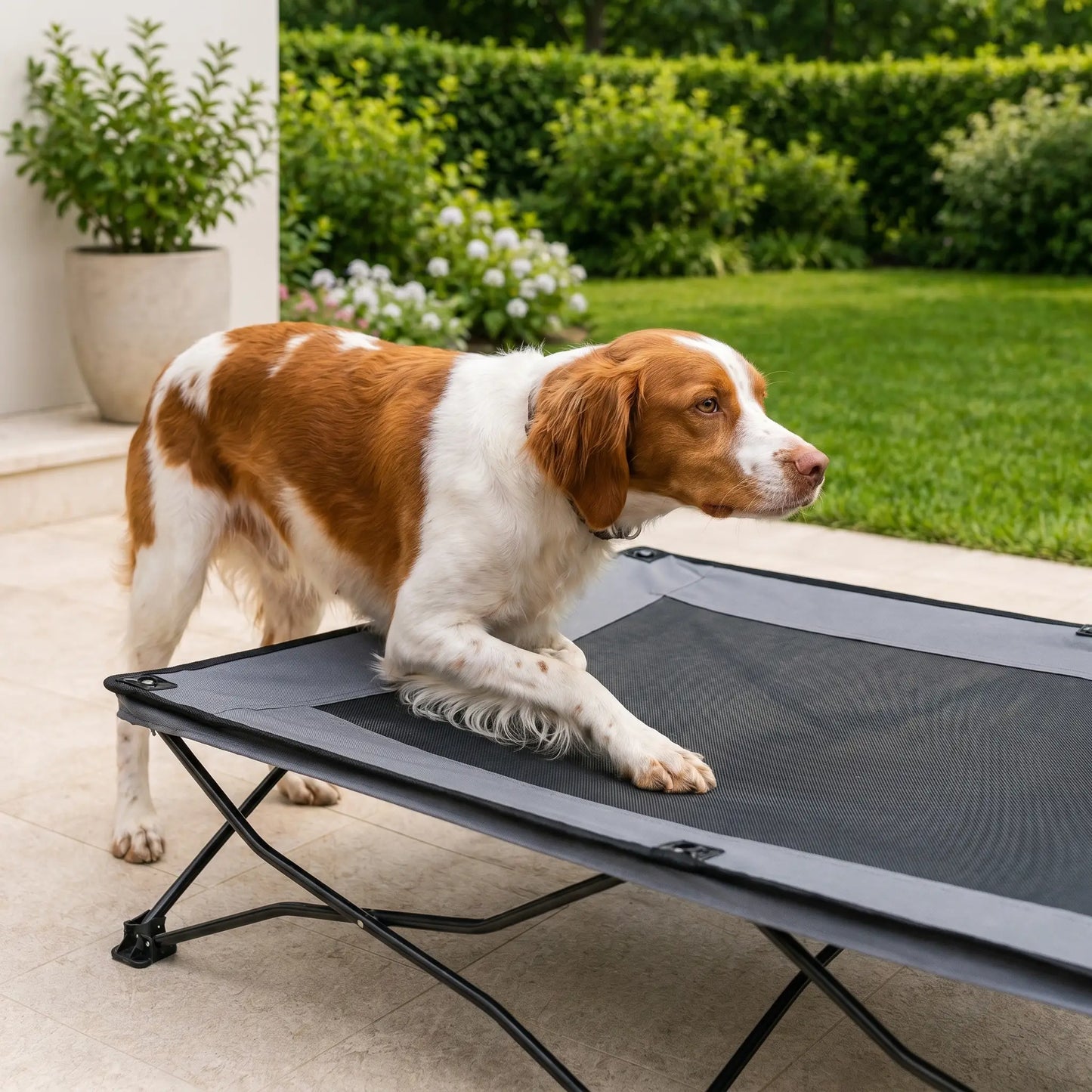 Wold elevated dog cot with dog, close up