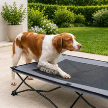 Wold elevated dog cot with dog, close up
