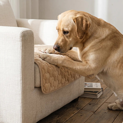 Labrador on the Yare plush sofa cover